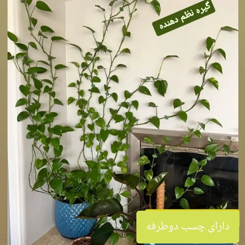 گیره نگهدارنده گل و گیاه رونده پیچی(بسته 10 تایی)گیره پتوس(توضیحات نحوه استفاده به دقت خوانده شود)
