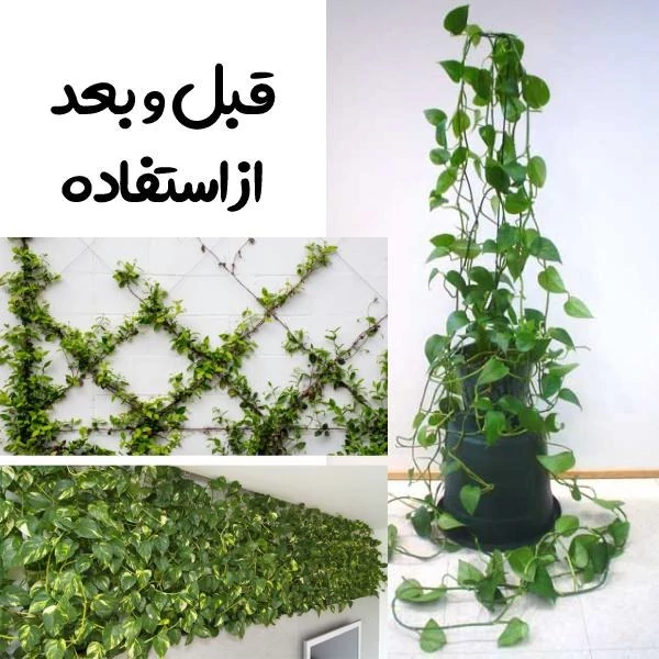 کلیپس گیره نگهدارنده گل و گیاه رونده(بسته 10 تایی)گیره پتوس(توضیحات نحوه استفاده به دقت خوانده شود)