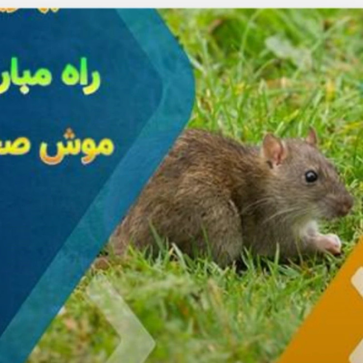 دستگاه دفع کننده حیوانات موش عقرب مارمولک اصلی با گارانتی یکساله
