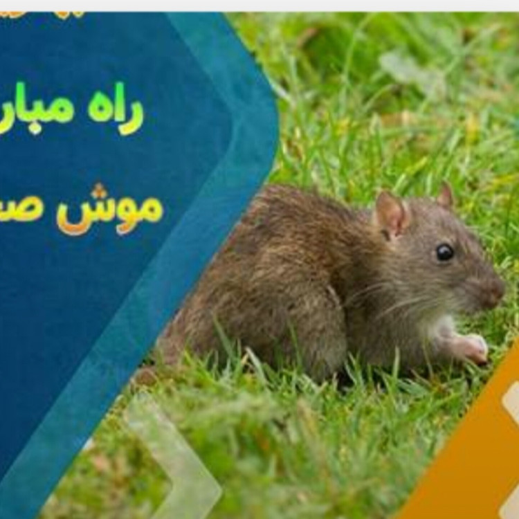 دورکننده موش عقرب مارمولک اصلی با گارانتی یکساله کد1